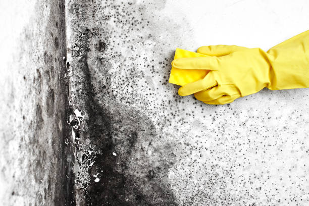 Best Crawl Space Mold Removal  in New Pek, IN