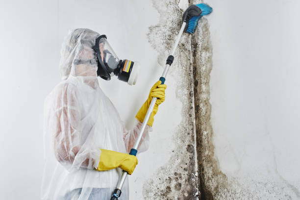 Best Certified Mold Removal  in New Pek, IN