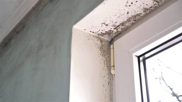 Best Commercial Mold Removal  in New Pek, IN