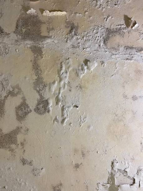 Best Home Mold Removal  in New Pek, IN