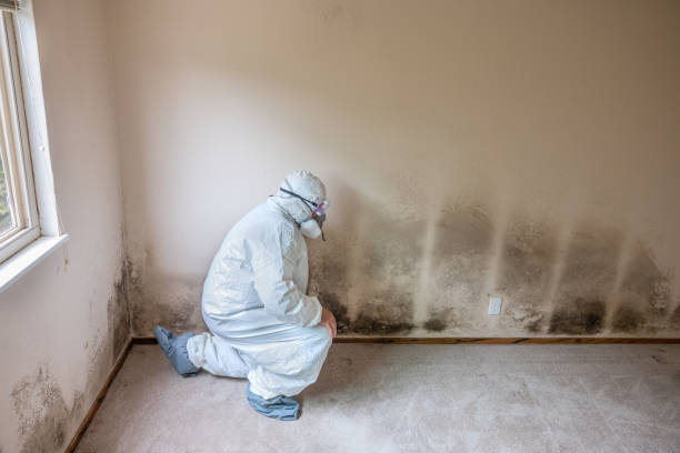 Crawl Space Mold Removal in New Pekin, IN