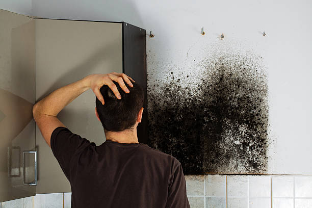 Best Mold Damage Repair  in New Pek, IN