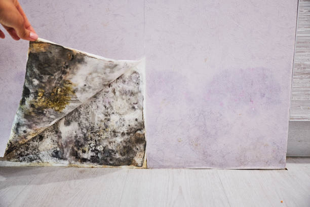 Best Mold Removal Company Near Me  in New Pek, IN